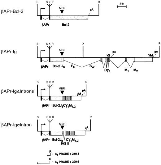 Fig. 2. Constructs for transfection. A 1.4-kb Sst I (S) fragment of the human β-actin promoter plus β-actin IVS-I was fused to various 3′ ends at the EcoRI (R) site:βAPr-Bcl-2 contains the normal genomic Bcl-2 3′ end, including the Bcl-2 poly(A) sites and 3′ flanking regions;βAPr-Ig contains a translocated allele cloned from SU-DHL-6, including the Bcl-2 mbr as well as the JH-CHand CH introns and the Cγ1 poly(A) sites and flanking regions; βAPr-Ig▵Introns contains a translocated cDNA from SU-DHL-6 and the genomic Cγ1 membrane (M) poly(A) signal and flanking regions; βApr-IgςIntron corresponds toβAPr-Ig▵Introns with the exception that a nonlymphoid intron (IVS-II of β-actin) is inserted as a substitute for the JH-CH intron. The transcriptional start site is indicated by an arrow. The EcoRI (R) and Xba I (X) sites were used for the S1 protections and primer extensions on the β-actin promoter.