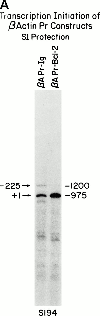 Fig. 4. Mapping construct RNA initiation sites. (A) S1 protections showing comparable amounts of transcripts correctly initiated at the human β-actin promoter start site (nt +1 corresponding to a protection of 975 nt). A few minor start sites upstream of the promoter and in the IVS-I are flushed on in theβAPr-Ig cell line. The 1.4-kb human β-actin promoter fragment (34) in bluescript (p229.6, see the Materials and Methods) was end-labeled at the EcoRI site and used for S1-protection of the transfected human allele. (B) The primer extension assay verifies the location of additional intron start sites in the βAPr-Ig cell lines, which are also seen as the middle bands on the S1 protection in Fig 5 (βAPr-Ig). A 20-nt primer starting from theEcoRI site of the β-APr plasmid (p229.6) was used.