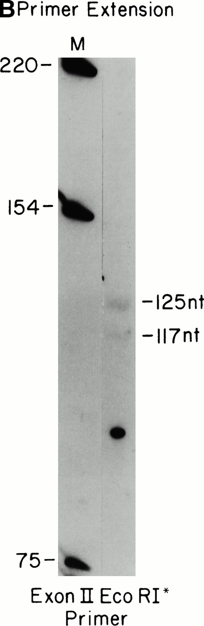 Fig. 4. Mapping construct RNA initiation sites. (A) S1 protections showing comparable amounts of transcripts correctly initiated at the human β-actin promoter start site (nt +1 corresponding to a protection of 975 nt). A few minor start sites upstream of the promoter and in the IVS-I are flushed on in theβAPr-Ig cell line. The 1.4-kb human β-actin promoter fragment (34) in bluescript (p229.6, see the Materials and Methods) was end-labeled at the EcoRI site and used for S1-protection of the transfected human allele. (B) The primer extension assay verifies the location of additional intron start sites in the βAPr-Ig cell lines, which are also seen as the middle bands on the S1 protection in Fig 5 (βAPr-Ig). A 20-nt primer starting from theEcoRI site of the β-APr plasmid (p229.6) was used.