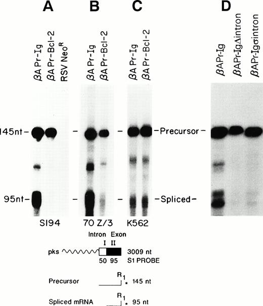 Fig. 5. Lineage specificity and intron dependency. The fragments protected by the end-labeled S1 probe are shown at the bottom. Total RNA from transfected cell lines was used. (A) Mature B-cell line; (B) pre-B–cell line; (C) non–B-cell (myeloid) line; (D) mature B-cell transfected with the βAPr-Ig▵Introns andβAPr-IgςIntron constructs.