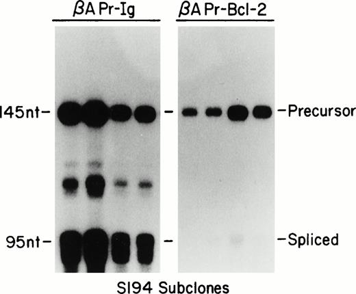 Fig. 6. RNA processing in oligoclonal subpopulations. S1 protection on total RNA from transfected cell lines. The probe (for schematic, see Fig 5) is specific for the transfected exon II-intron I sequences. The middle bands in the βAPr-Ig lanes correspond to additional IVS-I start sites.
