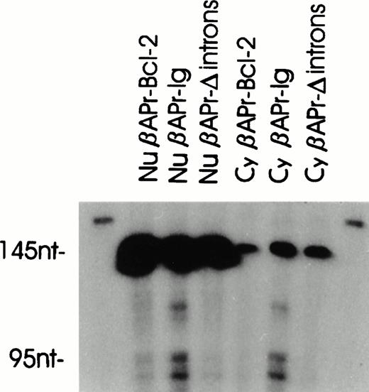 Fig. 7. Distribution of precursor and spliced construct RNA in the nucleus and cytoplasm of S194. A high but equal amount of precursors is present in nuclear RNA for all three constructs (βAPr-Bcl-2, βAPr-Ig, and βAPr-Ig▵introns), whereas spliced RNA is predominantly present in βAPr-Ig(nucleus and cytoplasm). Precursor bands in the cytoplasm represent low-level contamination with nuclear RNA.