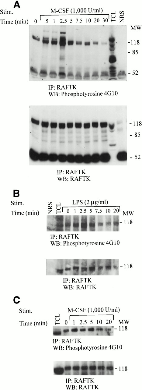 Fig. 1. Tyrosine phosphorylation of RAFTK in THP1 monocytic cells and primary MMs. THP1 cells (20 × 106) were stimulated with either (A) 1,000 U/mL CSF-1/M-CSF or (B) 2 μg/mL LPS for the indicated time periods. (C) MMs (20 × 106) were allowed to adhere and mature in culture for 7 to 14 days before their stimulation with 1,000 U/mL CSF-1/M-CSF. Cell lysates prepared in RIPA buffer were subjected to immunoprecipitation with anti-RAFTK antibody or normal rabbit serum as a control. Anti-RAFTK immunoprecipitates were resolved by 7.5% SDS-PAGE, transferred to nitrocellulose membranes, and immunoblotted with antiphosphotyrosine antibody (4G10) (top panel). The same blot was subjected to serial immunoblotting with anti-RAFTK antibody (bottom panel). TCL, total cell lysates; NRS, normal rabbit serum control.