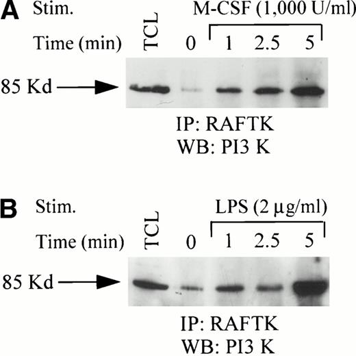 Fig. 2. Association of RAFTK with PI-3 kinase in THP1 cells. THP1 cells (20 × 106) were stimulated with either (A) CSF-1/M-CSF (1,000 U/mL) or (B) LPS (2 μg/mL) for the indicated time periods. Cell lysates prepared in RIPA buffer were subjected to immunoprecipitation with anti-RAFTK antibody. Anti-RAFTK immunoprecipitates were resolved by 7.5% SDS-PAGE, transferred to nitrocellulose membranes, and immunoblotted with anti–PI-3 kinase antibody. TCL, total cell lysates.
