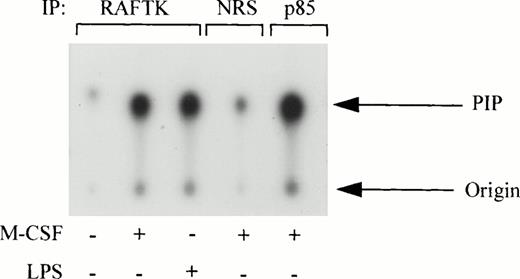Fig. 3. PI-3 kinase activity associates with RAFTK in THP1 cells. THP1 cells were stimulated with either 1,000 U/mL or 2 μg/mL LPS for 2 minutes and lysed in RIPA buffer without sodium deoxycholate. Lysates were immunoprecipitated with either anti-RAFTK, normal rabbit serum control, or anti–PI-3 kinase p85 antibody. Immune complexes were absorbed to sepharose-A beads for 3 hours, washed, and subjected to PI-3 kinase assay. Lipids were extracted using methanol:chloroform (1:1) and spotted on oxalate-impregnated silica gel TLC plates. Samples were subjected to ascending chromatography using a methanol:chloroform:water:ammonium hydroxide solvent system. TLC plates were dried and samples were visualized by autoradiography.