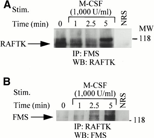 Fig. 4. Association of RAFTK with the c-fms receptor in THP1 cells. THP1 cells (20 × 106) were stimulated with 1,000 U/mL CSF-1/M-CSF for the indicated time periods. Cell lysates prepared in RIPA buffer were subjected to immunoprecipitation with either the anti-c-fms antibody (A) or anti-RAFTK antibody (B). Immune complexes were absorbed onto sepharose-A beads, washed and resolved by 7.5% SDS-PAGE, transferred to nitrocellulose membranes, and immunoblotted with either anti-RAFTK (A) or anti–c-fmsantibody (B). NRS, normal rabbit serum control.