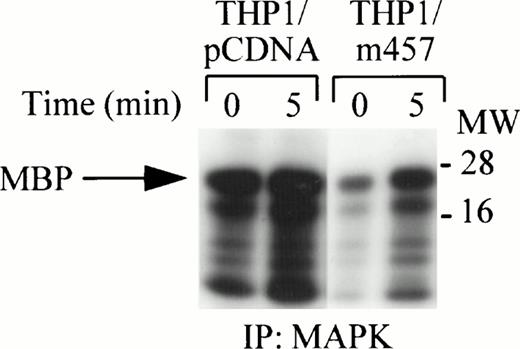 Fig. 5. Reduction of MAP Kinase activity by overexpression of a RAFTK dominant-negative kinase mutant. THP1 cells were stably transfected with the RAFTKpcDNA vector control or with RAFTKm457 dominant-negative kinase mutant. THP1 transfectants (20 × 106) were stimulated with CSF-1/M-CSF (1,000 U/mL), and then cell lysates were prepared in RIPA buffer. Lysates were subjected to immunoprecipitation with anti-ERK1 and ERK2 antibodies. Immune complexes were absorbed with sepharose-A beads and then washed and subjected to in vitro kinase assay for 30 minutes. Samples were subjected to 15% SDS-PAGE and to autoradiography at −80°C.