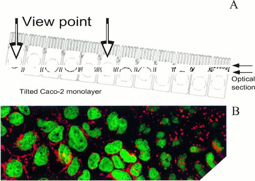Fig. 2. Confocal microscopy of apotransferrin in a Caco-2 cell monolayer. Caco-2 cell monolayers were offered apo-Tf-TxRed from the basal side for 20 minutes. The cell layers were counterstained with ToPro-1 to show the nucleus in green and the monolayers observed by laser scanning confocal microscopy as described in Materials and Methods. Shown is a photomicroghraph of a section through a typical monolayer. As shown in the schematic (A), the cell layer was tilted so that the optical section (B) passed through the basal and apical portions of the cells constituting the monolayer. Note the vesicles above the nucleus at the right side of the figure. Because of the optical slicing power of laser confocal microscopy, it is possible to determine clearly in this figure if a vesicle is above or below the nucleus.