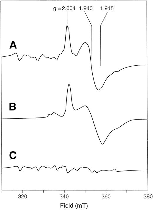 Fig. 4. X-band EPR spectrum of F417L recombinant human ferrochelatase. Spectra are from whole cells of E coli DW35 (A) with the plasmid encoding wild-type human ferrochelatase, (B) with the plasmid encoding F417L human ferrochelatase, and (C) alone, containing no plasmid. Cell pellets were washed and suspended anerobically in 0.1 mol/L Tris MOPS, pH 8.1, containing an excess of sodium dithionite. Immediately before freezing, approximately 10% (vol/vol) chloroform was added. EPR conditions: temperature, 35°K; microwave power, 10 mW; microwave frequency, 9.60 Ghz; modulation amplitude, 0.64 mT.