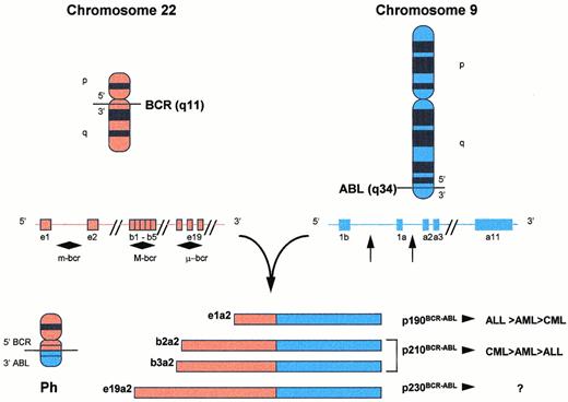 Fig. 1. Translocation t(9;22)(q34;q11) and fusion products. The Ph is a shortened chromosome 22 that results from the transposition of 3′-ABL segments on chromosome 9 to 5′-BCR segments on chromosome 22. Whereas breakpoint locations on chromosome 9 appear rather constant 5′ of ABL exon a2, several breakpoint cluster regions have been identified along the BCR gene on chromosome 22. Depending on which breakpoints are involved on chromosome 22, differently sized segments from the BCR gene are joined together with the 3′-sequences of the ABL gene. The translocation thus results in fusion mRNA molecules of different length (e1a2, b2a2, b3a2, e19a2) and, subsequently, chimeric protein products with variable molecular weights and presumably function (p190, p210, p230) (see text for details).