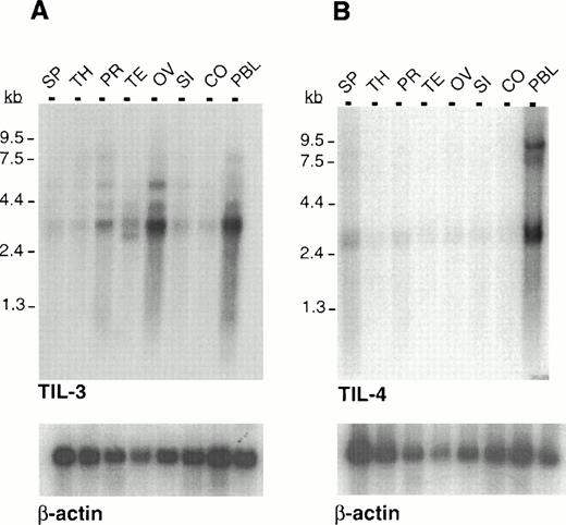 Fig. 3. Multiple tissue Northern analysis of poly (A)+ RNA with TIL3 and TIL4. (A) TIL3 is predominantly expressed in PBL and ovary with a lower expression in prostate and testis. (B) TIL4 is predominantly expressed in PBL. Tissues examined: SP, spleen; TH, thymus; PR, prostate; TE, testis; OV, ovary; SI, small intestine; CO, colon; PBL, peripheral blood leukocytes. A human β-actin probe was used as a control for equivalent RNA loading.