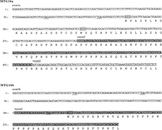 Fig. 1. Nucleotide sequences of the 5′ portions of MTG16a and MTG16b cDNA. The 5′-end sequences that differ between MTG16a and MTG16b cDNA and the deduced amino acid sequences are shown. The shaded area of the sequence indicates the 153 nucleotide region common to both MTG16a andMTG16b cDNA and the underlined sequence indicates the 75 nucleotide region specific to MTG16a. ATG codons are boxed and their upstream stop codons are double-underlined. The entire nucleotide sequence data reported here has been deposited in the DDBJ/EMBL/Genebank database under the accession number AA010419 andAA010420.