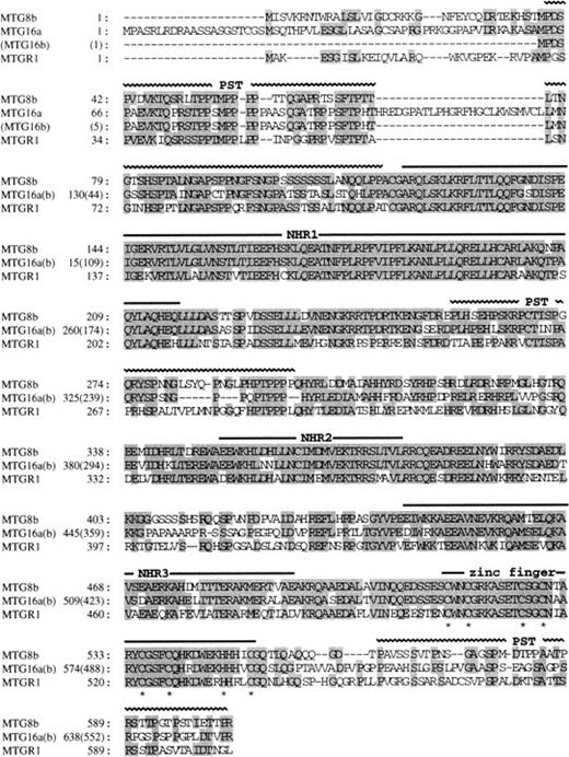 Fig. 2. Comparison of the amino acid sequences of MTG16a, MTG16b, MTG8b, and MTGR1. Identical residues shared by more than two proteins are shaded. Horizontal bars above the sequences indicate the positions of NHR1, NHR2, NHR3, and the zinc finger domain. Horizontal wavy lines also indicate the positions of PST region. The cysteine residues of the zinc finger motifs are marked by an asterisk below the sequence. The amino acid sequences of the two proteins are identical to one another after the 127th leucine of MTG16a and after the 41st leucine of MTG16b.