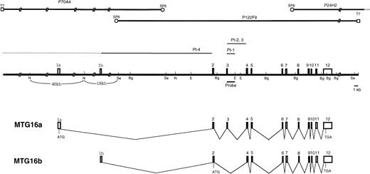 Fig. 4. The structure of MTG16 gene. Three P1 clones covering the entire MTG16 gene are shown in the upper part of the figure. Exons of the MTG16 gene are represented by boxes on the restriction map. Horizontal bars indicate breakpoints in t(16;21) patients. Breakpoints in patients 2 and 3 indicate sites predicted from cDNA sequences. Sa, N, E, and Bg indicate the restriction site forSa/I, NotI, EcoRI, and BglII, respectively. Horizontal bars under the restriction map indicates the probes that were used in Southern blot analysis of the genomic DNAs. Schematic representation of alternative splicing forms of theMTG16 transcripts, MTG16a and MTG16b, are also shown. The positions of deduced start codons and stop codons are shown by ATG and TGA, respectively.