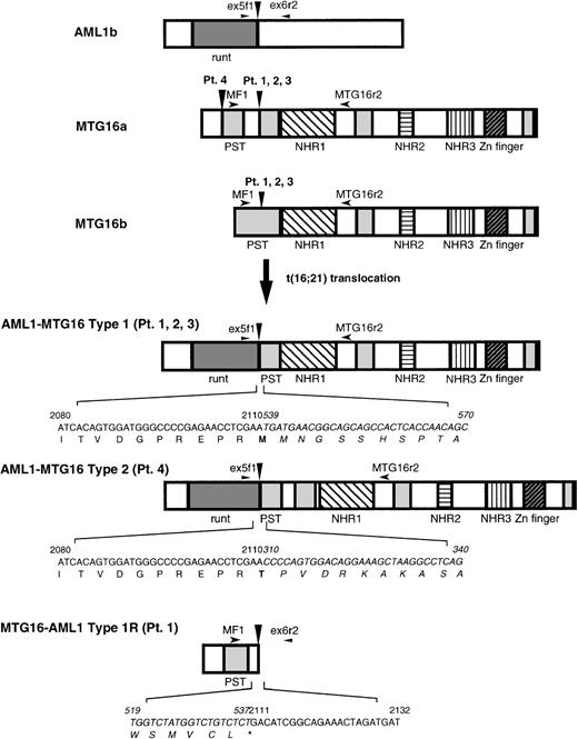 Fig. 6. Schematic diagram of the wild-type proteins of AML1 and MTG16, the chimeric proteins AML1-MTG16 type 1 and type 2, and the reciprocal chimeric protein MTG16-AML1 type 1R detected in patient no. 1. Vertical arrowheads indicate breakpoints of AML1 and MTG16. Horizontal arrowheads indicate the location of primers used for RT-PCR. Regions that correspond to the structural or functional domains of the proteins are shown: runt, runt domain; PST, proline/serine/threonine-rich region; NHR1-3, Drosophila Nervy homologous region 1-3; Zn finger, zinc finger domain. Nucleotide sequences and positions near the junction of chimeric proteins are also shown and those derived from MTG16 are indicated by italic.