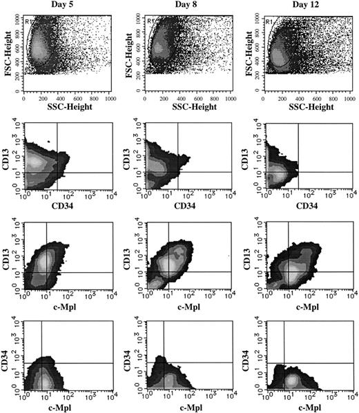 Fig. 5. Time course of c-Mpl and CD34 expression on CD13+ cells grown by SCF + GM-CSF from JCML CD34+CD38high cells. The cells generated by the JCML CD34+CD38high cells in the presence of SCF + GM-CSF were labeled with anti–c-Mpl MoAb, and then stained with FITC-conjugated GAM. After treatment with mouse serum, the cells were stained with PE-conjugated CD13 MoAb and PE-Cy 5–conjugated CD34 MoAb. Surface marker expression was analyzed on days 5, 8, and 12. The quadrants were determined by the negative controls using isotype-matched Ig.