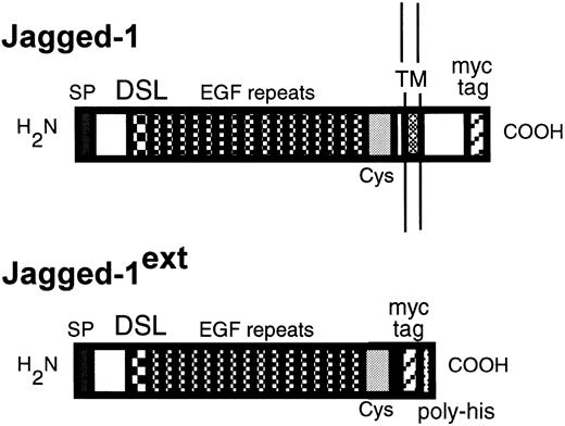 Fig. 1. A schematic diagram of Jagged-1 and Jagged-1ext. The top diagram depicts the protein product ofJagged-1 expressed in 3T3 cells and the bottom diagram the truncated product of Jagged-1ext. Indicated are the signal peptide (SP), the DSL domain, the EGF repeats, the cysteine rich region (Cys), the transmembrane domain (TM), the myc tag epitope recognized by the 9E10 antibody (myc tag), and the poly-histidines (poly-his).