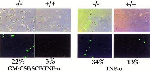 Fig. 3. Increased apoptosis of Sca1+B220−CD3− and Sca1−B220−CD3− cells fromFac−/− mice in response to TNF-α. BM LDMNC from Fac−/− and Fac+/+animals were purified by fluorescence cytometry for Sca1+B220−CD3− and Sca1−B220−CD3− cells. These two populations of cells were incubated in liquid culture for 24 hours with growth factors alone, growth factors plus TNF-α (1 ng/mL), or TNF-α alone. TUNEL assays were conducted on cytospins of each condition. A total of 100 to 200 cells were evaluated to determine the percentage of apoptotic cells in each condition. Sca1+B220−CD3− cells in conditions containing TNF-α are depicted. InFac−/− mice, the percentage of Sca1+B220−CD3− cells that are apoptotic increases significantly when cultured with TNF-α.