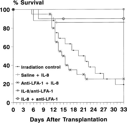 Fig. 4. Survival of lethally irradiated recipients at 33 days after transplantation. Recipient mice were transplanted with 5 × 105 blood-derived MNC from IL-8–mobilized animals (30 μg IP) pretreated with anti–LFA-1 (100 μg IP) (anti–LFA-1 + IL-8) or saline (saline + IL-8) at day -1. To exclude the possibility that anti–LFA-1 antibodies would interfere with homing of HPC, IL-8–mobilized blood was incubated with anti–LFA-1 (IL-8/anti–LFA-1) in one control experiment. Furthermore, recipient mice were pretreated with anti–LFA-1 (IL-8 + anti–LFA-1) as another control. Survival data are expressed as absolute percentages of two experiments with 10 mice transplanted per group in each experiment.