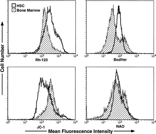 Fig. 1. Fluorescence staining intensity observed after reacting the indicated fluorescent probes with normal bone marrow cells (shaded histograms) or Thy-1.1lowSca-1+Lin− HSC sorted from 3 to 4 week-old donor animals (open histograms). Staining and efflux were performed as described in Materials and Methods.