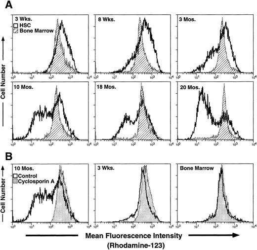Fig. 2. Effect of bone marrow donor age on efflux of Rh-123. Thy-1.1lowSca-1+Lin− HSC and normal unfractionated bone marrow isolated from groups of mice of the indicated ages were stained with Rh-123 as described in Materials and Methods. (A) Shaded profiles indicate Rh-123 fluorescence in normal bone marrow cells, while solid profiles show fluorescence of Thy-1.1lowSca-1+Lin− HSC isolated from the same bone marrow preparation. (B) Solid lines indicate the Rh-123 fluorescence intensity of Thy-1.1lowSca-1+Lin− HSC isolated from 10-month or 3-week-old mice, except in the indicated panel where the solid line indicates total bone marrow cells. Stippled profiles indicate the same cells stained with Rh-123 in the presence of 20 μg/mL cyclosporin A; similar results were obtained using verapamil as an MDR modulator (data not shown).
