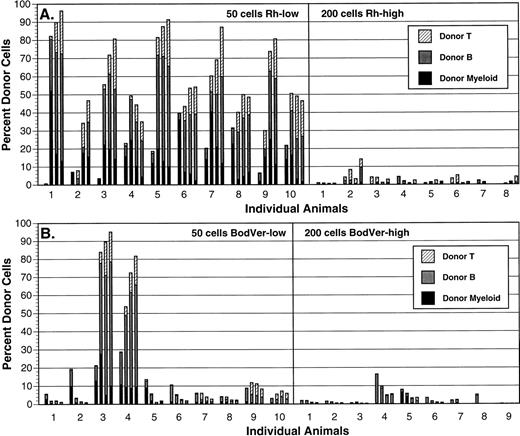 Fig. 4. Comparison of long-term repopulating activity in Thy-1.1lowSca-1+Lin− HSC separated using Rh-123 (A) or BodVer (B). The brightest and dullest 15% of cells in each staining distribution were isolated from Ly-5.1 bone marrow, and the indicated numbers of each population were transplanted into lethally irradiated Ly-5.2 recipient animals in the presence of 105 normal Ly-5.2 bone marrow cells. Each animal (represented by each set of bars in the graphs) was bled 4, 6, 8, and 12 weeks posttransplant (time points are represented by individual bars within each set of four bars in the graphs), and Ly-5.1 peripheral blood cells were identified and phenotyped by flow cytometry.