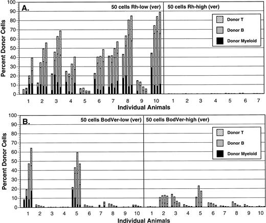 Fig. 6. Comparison of long-term repopulating activity in Thy-1.1lowSca-1+Lin− stem cells separated using Rh-123 (A) or BodVer (B) in the presence of verapamil as an MDR inhibitor. The brightest and dullest 15% of cells in each staining distribution was isolated from Ly-5.1 bone marrow and transplanted into lethally irradiated Ly-5.2 recipient animals in the presence of 105 normal Ly-5.2 bone marrow cells. Each animal (represented by each set of bars in the graphs) was bled 4, 6, 8, and 12 weeks posttransplant (time points are represented by each individual bar in the graphs), and Ly-5.1 peripheral blood cells were identified and phenotyped by flow cytometry.