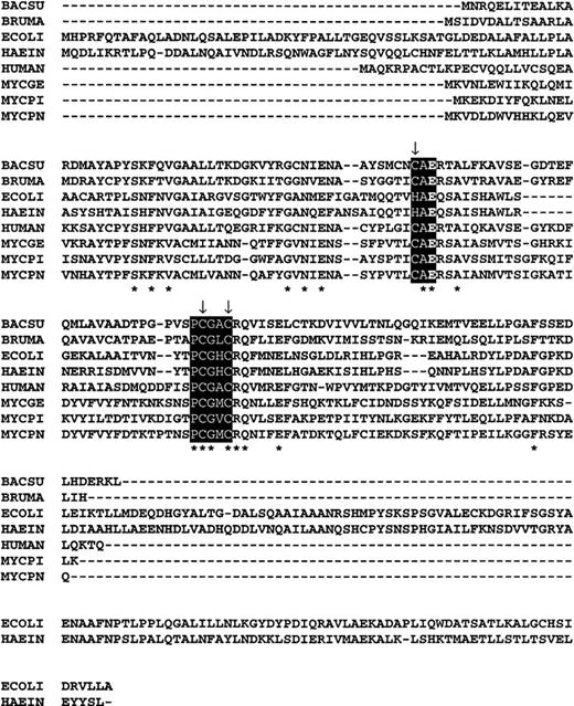 Fig. 1. (A) The nucleotide and predicted amino acid sequences of human CDD (GenEMBL Accession no. AJ000474). (B) Multiple alignment of CDD from different species as indicated: BACSU; Bacillus subtilis (P19079), ECOLI; Escherichia coli (P13652), HAEIN; Haemophilus influenzae, (P44325); HUMAN; Homo sapiens (P32320), MYCGE; Mycoplasma genitalium(P47298), MYCPI; Mycoplasma pirum (P47718), MYCPN;Mycoplasma pneumoniae (P75051), BRUMA; Brugia malayi, (U80980). Exposed regions indicate the active site domains and arrows denote the conserved cysteines/histidines involved in the Zn binding. The conserved glutamate referred to in the text is in bold within the first exposed region. Asterisks represent conserved residues found in all members of the protein family.