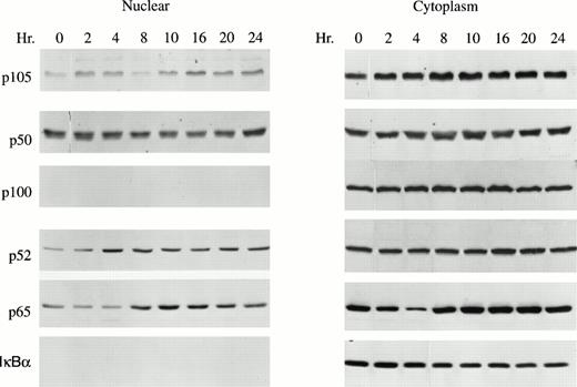 Fig. 2. GM-CSF enhances p52 nuclear translocation in TF-1 cells. A total of 1 × 107 TF-1 cells stimulated with GM-CSF for 0 to 24 hours were used for nuclear or cytoplasmic fractionation. A total of 15 μg of nuclear or cytosolic protein was loaded on each lane of a 10% polyacrylamide gel and subjected to Western blotting with anti-p50, anti-p52, anti-p65, or anti-IκBα antibodies and ECL. A representative blot of four independent experiments is shown.