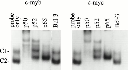 Fig. 6. EMSA of nuclear extracts from day 10 BFU-E–derived cells. A total of 6 μg of nuclear extracts from day 10 BFU-E–derived cells was incubated with different NF-κB antibodies for 10 minutes before adding 32P-labeled c-myb or c-mycκB binding oligonucleotide probes. Two DNA protein complexes were generated. Complex 1 and 2 (C1 and C2) were supershifted by anti-p50 and anti-p52; C1 was supershifted by anti-p65. Anti–Bcl-3 antibody had a minimal effect on these complexes. Three experiments were performed with similar results.