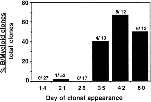 Fig. 5. Relationship of B-lymphoid/myeloid potential with timing of proliferation. Shown on the vertical axis is the percent clones with both B-lymphoid and myeloid potential over the total clones analyzed at each time point. Raw numbers of bipotent clones over total clones analyzed are shown above each bar. Data are compiled from a total of 2,112 CD34+CD38− cells plated as single cells per well onto primary S17 culture and analyzed by FACS and switch culture.