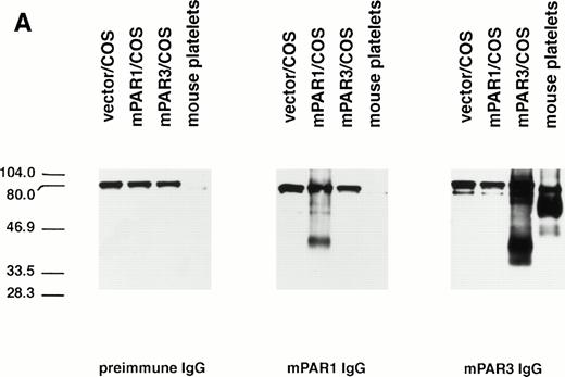 Fig. 1. Recognition of PARs by immunoblot and cell surface binding. (A) Immunoblotting of platelet and PAR-transfected COS7 cell lysates with PAR antisera. COS7 cells were transfected with plasmids directing expression of mouse PAR1 or PAR3 or with empty vector. Transfected COS7 lysates and lysates of washed mouse platelets were analyzed by SDS-PAGE and immunoblot with PAR1, PAR3, or preimmune IgG (see the Materials and Methods). Preincubation of the PAR1 or PAR3 IgG with the peptide antigen to which each was raised (final peptide concentration, 3.3 nmol/L; overnight at 4°C) ablated their ability to recognize PAR1 or PAR3, respectively (not shown). This experiment was replicated four times. (B) Selective recognition of PARs on the COS7 cell surface. COS7 cells transfected with mPAR1 or mPAR3 expression vectors or with empty vector were fixed briefly with 2% paraformaldehyde, incubated with PAR1 or PAR3 IgG (60 μg/mL) as indicated, and then washed extensively. Antibody bound to the surface of unpermeabilized cells was detected using horseradish peroxidase-conjugated second antibody by cell surface ELISA.17 Data shown are the mean ± SEM (n = 4); binding to empty expression vector-transfected cells (0.14 OD units for PAR3 IgG; 0.08 for PAR1 IgG) was subtracted. This experiment was replicated twice.