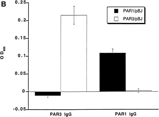 Fig. 1. Recognition of PARs by immunoblot and cell surface binding. (A) Immunoblotting of platelet and PAR-transfected COS7 cell lysates with PAR antisera. COS7 cells were transfected with plasmids directing expression of mouse PAR1 or PAR3 or with empty vector. Transfected COS7 lysates and lysates of washed mouse platelets were analyzed by SDS-PAGE and immunoblot with PAR1, PAR3, or preimmune IgG (see the Materials and Methods). Preincubation of the PAR1 or PAR3 IgG with the peptide antigen to which each was raised (final peptide concentration, 3.3 nmol/L; overnight at 4°C) ablated their ability to recognize PAR1 or PAR3, respectively (not shown). This experiment was replicated four times. (B) Selective recognition of PARs on the COS7 cell surface. COS7 cells transfected with mPAR1 or mPAR3 expression vectors or with empty vector were fixed briefly with 2% paraformaldehyde, incubated with PAR1 or PAR3 IgG (60 μg/mL) as indicated, and then washed extensively. Antibody bound to the surface of unpermeabilized cells was detected using horseradish peroxidase-conjugated second antibody by cell surface ELISA.17 Data shown are the mean ± SEM (n = 4); binding to empty expression vector-transfected cells (0.14 OD units for PAR3 IgG; 0.08 for PAR1 IgG) was subtracted. This experiment was replicated twice.