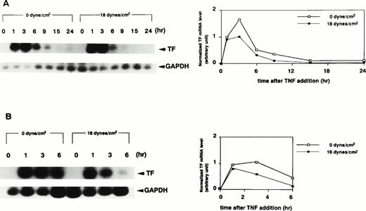 Fig. 1. Effect of preexposure time of shear stress on TNF-α–induced increase in TF mRNA in HUVECs. (A) HUVECs were exposed to shear stress (18 dynes/cm2) or left static for 1, 3, 6, 9, 15, and 24 hours after TNF-α (100 U/mL) addition, and then lysed and processed for RT-PCR Southern blot analysis using32P-labeled TF cDNA. (B) HUVECs were exposed to shear stress (18 dynes/cm2) or left static for 3 hours before and 1, 3, and 6 hours after TNF-α (100 U/mL) addition, and then processed as in (A). (C) HUVECs were exposed to shear stress (18 dynes/cm2) or left static for 15 hours before and 1, 3, and 6 hours after TNF-α (100 U/mL) addition, and then processed as in (A). (Left) Autoradiograms of TF and GAPDH RT-PCR products; (right) densitometric analysis of TF RT-PCR products normalized with respect to corresponding GAPDH RT-PCR product levels.