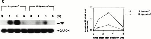 Fig. 1. Effect of preexposure time of shear stress on TNF-α–induced increase in TF mRNA in HUVECs. (A) HUVECs were exposed to shear stress (18 dynes/cm2) or left static for 1, 3, 6, 9, 15, and 24 hours after TNF-α (100 U/mL) addition, and then lysed and processed for RT-PCR Southern blot analysis using32P-labeled TF cDNA. (B) HUVECs were exposed to shear stress (18 dynes/cm2) or left static for 3 hours before and 1, 3, and 6 hours after TNF-α (100 U/mL) addition, and then processed as in (A). (C) HUVECs were exposed to shear stress (18 dynes/cm2) or left static for 15 hours before and 1, 3, and 6 hours after TNF-α (100 U/mL) addition, and then processed as in (A). (Left) Autoradiograms of TF and GAPDH RT-PCR products; (right) densitometric analysis of TF RT-PCR products normalized with respect to corresponding GAPDH RT-PCR product levels.