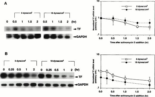 Fig. 2. Effect of shear stress on stability of TF mRNA in HUVECs. (A) After treatment of HUVECs with TNF-α (100 U/mL) for 3 hours, cells were exposed to shear stress (18 dynes/cm2) or left static for 0.5, 1, 1.5, and 2 hours in the presence of actinomycin D (10 μg/mL), and then processed as in Fig 1. (B) HUVECs were exposed to shear stress (18 dynes/cm2) or left static for 3 hours before and 3 hours after TNF-α (100 U/mL) addition and further 0, 0.25, 0.5, 1, and 2 hours in the presence of actinomycin D (10 μg/mL), and then processed as in Fig 1. Data represent mean ± standard deviation (SD) of two separate experiments. (Left) The representative data from autoradiogram of TF and GAPDH RT-PCR products; (right) densitometric analysis of TF RT-PCR products normalized with respect to corresponding GAPDH RT-PCR product levels.