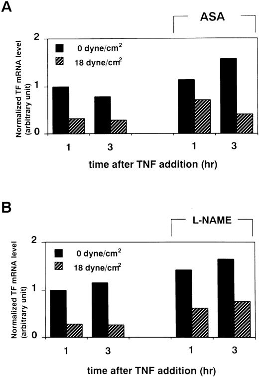 Fig. 6. Effect of treatment with ASA or L-NAME on shear-induced attenuation in TF mRNA level of HUVECs. (A) After pretreatment with ASA (1 mmol/L) for 30 minutes, HUVECs were exposed to shear stress (18 dynes/cm2) or left static for 15 hours before and 1 and 3 hours after TNF-α (100 U/mL) addition, and then processed as in Fig1. (B) HUVECs were exposed to shear stress (18 dynes/cm2) or left static for 15 hours before and 1 and 3 hours after TNF-α (100 U/mL) addition in the presence of L-NAME (100 μmol/L), and then processed as in Fig 1. Results of densitometric analysis of TF RT-PCR products normalized with respect to corresponding GAPDH RT-PCR product levels are shown.