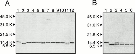Fig. 1. (A) SDS-PAGE of r-Domain V incubated with various proteases at 37°C for 8 hours (lanes 3 to 7) and 24 hours (lanes 8 to 12). r-Domain V was incubated with UK (lanes 3 and 8), t-PA (lanes 4 and 9), thrombin (lanes 5 and 10), factor Xa (lanes 6 and 11), and sTF/VIIa (lanes 7 and 12) in 0.1 mol/L Tris-HCl (pH 7.5) containing 20 mmol/L NaCl and 0.3 mmol/L CaCl2. Molar ratios of r-Domain V to proteases were 50:1. (B) SDS-PAGE of r-Domain V incubated with plasmin. r-Domain V was incubated with plasmin with a molar ratio of r-Domain V to plasmin was 50:1 at 37 °C. Lanes 3 to 6 are samples taken at 0.25, 0.5, 1, and 2 hours, respectively. For comparison, intact r-Domain V and nicked r-Domain V as prepared in the previous paper14 are shown in lanes 1 and 2 in (A) and (B), respectively. The positions of molecular-weight markers are shown at the left of the gel.