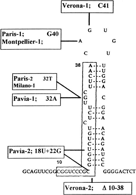 Fig. 1. Predicted secondary structure of L-subunit IRE and mutations so far described in HHCS families. Town names indicate the different mutations: Paris-114 is the same as Montpellier-115 and differs from Verona-1,16Verona-2,17 Pavia-1 and Pavia-2,18 and Paris-2 and Milano-1.20