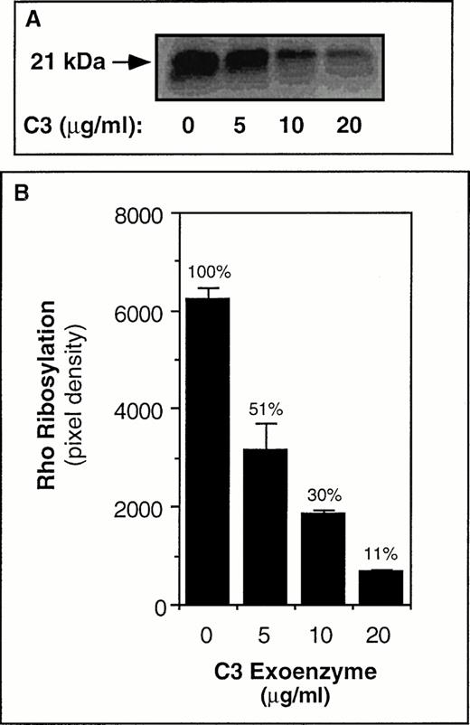 Fig. 1. ADP-ribosylation of Rho in A5 CHO cells by C3 exoenzyme. In (A) A5 CHO cells were cultured for 24 hours in the presence of vehicle buffer or the indicated amounts of C3 exoenzyme. The cultures were then supplemented again with the same amounts of C3, and 24 hours later the cells were washed and lysates were subjected to α(32P)ADP-ribosylation assay as described in Materials and Methods. The arrow points to the 32P-labeled Rho band. Note that the cells that had been cultured with C3 showed a subsequent decrease in incorporation of 32P, indicating that the Rho in these cells had become ADP-ribosylated during culture. In (B) the solid bars represent the means ± SEM of three independent experiments. The number above each bar represents the ribosylation response relative to that observed in the “No C3” control samples, which was arbitrarily assigned a value of 100%.