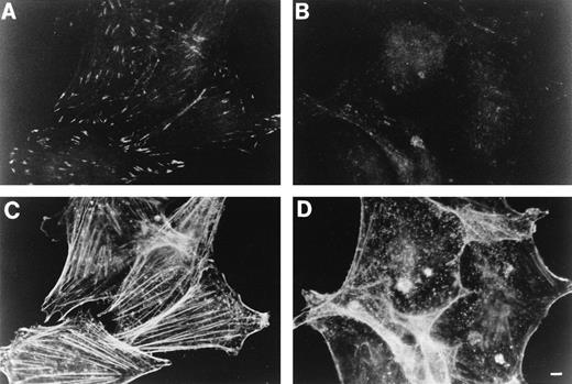 Fig. 2. Effect of C3 exoenzyme on focal adhesions and stress fibers in A5 CHO cells adherent to fibrinogen. A5 CHO cells were cultured as in Fig 1 in the presence of vehicle buffer (A and C) or 20 μg/mL of C3 exoenzyme (B and D). The cells were then resuspended in Dulbecco's modified Essential medium and incubated over fibrinogen-coated coverslips for 60 minutes at 37°C. After washing away nonadherent cells, adherent cells were fixed, permeabilized, and stained for vinculin (A and B) or F-actin (C and D). Vinculin-positive focal adhesions and actin stress fibers were plentiful in the control cells, but not in the cells treated with C3 exoenzyme. The results are representative of three experiments. Bar = 5 μm.