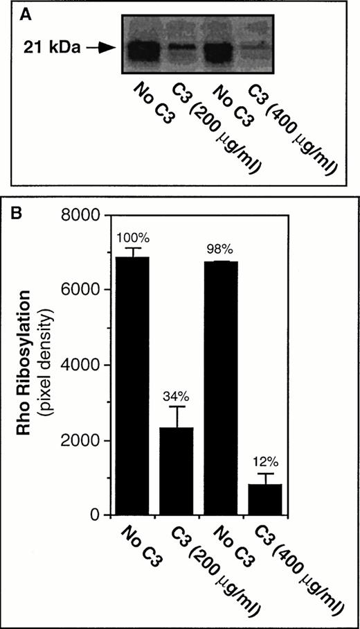 Fig. 3. ADP-ribosylation of RhoA in platelets by C3 exoenzyme. In (A) washed platelets were incubated for 4 hours at 37°C in the presence of vehicle buffer (“No C3”) or C3 exoenzyme. The platelets were then washed and subjected to α(32P)ADP-ribosylation assay as described in Materials and Methods. In (B) the solid bars represent the means ± SEM of three experiments.