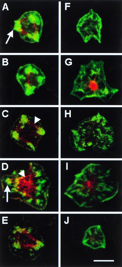Fig. 7. Focal adhesions and actin cables in fibrinogen-adherent platelets. Washed platelets were incubated for 4 hours at 37°C in the absence (A through E) or presence (F through J) of 400 μg/mL C3 exoenzyme. They were then diluted in incubation buffer and placed over fibrinogen-coated coverslips for 60 minutes at 37°C in the presence of 100 nmol/L PMA to enhance spreading. Vinculin was stained with a specific monoclonal antibody and FITC antimouse IgG and F-actin was stained with rhodamine phalloidin. Single views of individual spread platelets were obtained by confocal microscopy. The five platelet pairs shown (eg, A and F, B and G, etc) are from five separate platelet donors and are representative of predominant morphologies. Arrows point to some of the green-staining focal adhesions, which were scored positive on the basis of heavy focal vinculin staining, as reported previously.27 Arrowheads point to some of the red-staining actin cables often seen to connect the focal adhesions. Note that focal adhesions and actin cables were prominent in control platelets, but not in platelets treated with C3 exoenzyme. Bar = 5 μm.