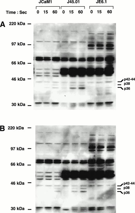 Fig. 2. Induction of tyrosine phosphorylation of cellular proteins by thrombin and thrombin receptor agonist peptide in different Jurkat cell clones. Cells were stimulated for the indicated times with 100 nmol/L thrombin (A) or 2.5 μmol/L thrombin receptor agonist peptide (B). Proteins from cell lysates were separated by SDS-PAGE and transferred to Immobilon membranes for Western blotting with biotin-conjugated 4G10 antibody. Blots were further incubated with horseradish peroxidase-conjugated secondary antibody and immunoreactivity was detected by enhanced chemiluminescence.