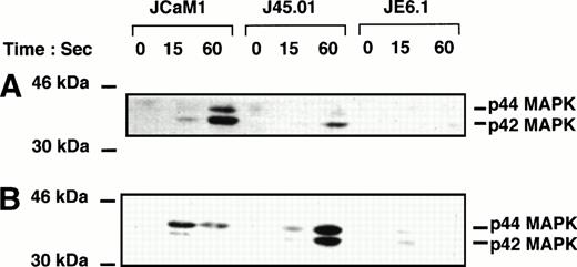 Fig. 3. Effect of thrombin and thrombin receptor agonist peptide on p42-44 MAPK tyrosine phosphorylation in different Jurkat clones. Cells were stimulated for the times indicated with 100 nmol/L thrombin (A) or 2.5 μmol/L thrombin receptor agonist peptide (B). Proteins from cell lysates were separated by SDS-PAGE and transferred to Immobilon membranes for Western blotting with phospho-specific p42-44 MAPK antibody. Development was performed as described in Fig 1.