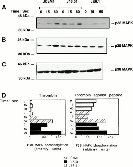 Fig. 4. Effect of thrombin and thrombin receptor agonist peptide on p38 MAPK tyrosine phosphorylation. Cells were stimulated for the times indicated with 100 nmol/L thrombin (A) or 2.5 μmol/L thrombin receptor agonist peptide (B). Proteins from cell lysates were subjected to SDS-PAGE as described above and transferred to Immobilon membranes for Western blotting using phospho-specific p38 MAPK antibody. Equal amounts of p38 MAPK were detected in each condition (C). Densitometric scanning of the p38 phosphorylated band present in (A) (thrombin-stimulated Jurkat clones) and (B) (thrombin receptor agonist peptide stimulated Jurkat clones) are shown. Results are representative of three experiments.