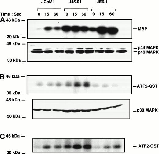 Fig. 5. Effect of thrombin on p42/44, p38 MAPK, and Jun kinase activities in different Jurkat clones. Cells were stimulated with 100 nmol/L thrombin for the times indicated. Cell lysates were prepared as described in Materials and Methods and incubated overnight with anti-p42/44 MAPK (A) , anti-p38 MAPK (B), or anti-JNK antibodies (C) preadsorbed to protein A-Sepharose. Immune complexes were washed and kinase activities were determined using myelin basic protein for p42-44 MAPK and ATF2-GST for p38 MAPK and JNK. Equal amounts of p42/44 MAPK and p38 MAPK were immunoprecipitated in each condition (A and B, bottom).