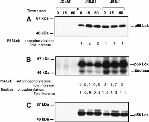 Fig. 6. p56Lck tyrosine phosphorylation and activity in different Jurkat cell clones. Cells were stimulated with 100 nmol/L thrombin for the times indicated. (A) Cell lysates were immunoprecipitated with 4G10 antibody preadsorbed on protein A-Sepharose. Immunoprecipitated proteins were subjected to SDS-PAGE and transferred to Immobilon membranes for Western blotting with anti-p56Lck antibody. Development was performed as described above. (B) Cell lysates were immunoprecipitated with anti-p56Lck antibody preadsorbed to protein A-Sepharose. After extensive washing, p56Lck activity was determined with enolase as exogenous substrate. (C) Equal amounts of p56Lck were immunoprecipitated in JE6.1 and J45.01 cells. Note the lack of p56Lck and p56Lck activity in JCaM1.