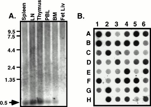 Fig. 2. HCC-4 is expressed in multiple tissue types. RNA from human immune tissues (A) or a multiple tissue dot-blot (B) were probed with a full-length HCC-4 probe. The 500-bp HCC-4 mRNA detected is indicated with an arrow and appropriate size markers are shown. Dot blot legend: A1, left atrium; B1, right atrium; C1, left ventricle; D1, right ventricle; E1, interventricle septum; F1, pericardium; G1, human DNA; H1, plasmid DNA; A2, frontal lobe; B2, temporal lobe; C2, occipital lobe; D2, parietal lobe; E2, thalamus; F2, pons; G2, cerebellum; H2, spinal cord; A3, parotid; B3, esophagus; C3, stomach; D3, small intestine; E3, colon; F3, rectum; G3, liver; H3, gallbladder; A4, throat; B4, bronchial trachea; C4, left lung; D4, right lung; E4, diaphragm; F4, skeletal muscle; G4, tongue; H4, adipose tissue; A5, kidney; B5, bladder; C5, prostate; D5, testis; E5, uterus; F5, breast; G5, ovary; H5, placenta; A6, thyroid; B6, pancreas; C6, adrenal; D6, tonsil; E6, thymus; F6, spleen; G6, lymph node; H6, appendix.