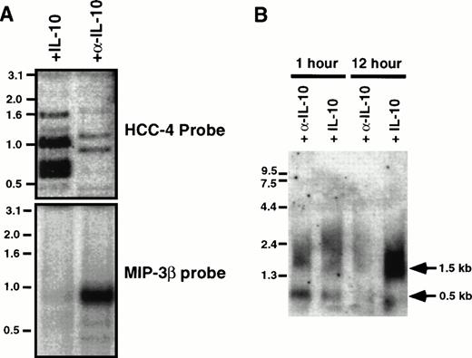Fig. 3. Expression of HCC-4 mRNA is increased in the presence of IL-10. (A) Two cDNA libraries were made from pools of elutriated human monocytes stimulated for 1, 2, 6, 12, and 24 hours with LPS (5 μg/mL) and IFN-γ (200 U/mL) in the presence of IL-10 (200 U/mL) or the neutralizing anti–IL-10 MoAb 19F1 (α-IL-10; 10 μg/mL). The cDNAs were treated with restriction enzymes to release their inserts and analyzed by Southern blotting with either a 32P-labeled cDNAs for HCC-4 or MIP-3β, as indicated. For reference, the prominent MIP-3β band is approximately 800 bp in length. (B) Total RNA was obtained from elutriated human monocytes activated as described above for 1 or 12 hours. Ten micrograms of total RNA (per lane) was analyzed by Northern blotting with a 32P-labeled HCC-4 probe. The sizes of the two HCC-4 messages found are indicated with arrows. The equivalence of loading was assessed by ethidium bromide staining of the RNA.